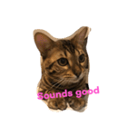 Tiger Cat？ 4（個別スタンプ：14）