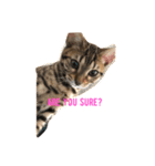 Tiger Cat？ 4（個別スタンプ：16）