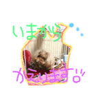もみちゃん2（個別スタンプ：5）