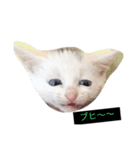 cat Kukku（個別スタンプ：1）