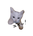 cat Kukku（個別スタンプ：2）