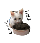 cat Kukku（個別スタンプ：3）