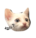 cat Kukku（個別スタンプ：4）