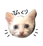 cat Kukku（個別スタンプ：5）