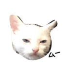 cat Kukku（個別スタンプ：6）