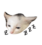 cat Kukku（個別スタンプ：7）