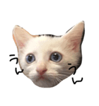 cat Kukku（個別スタンプ：8）