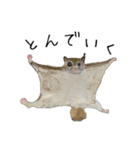伝える動物スタンプ3 犬猫猛獣編（個別スタンプ：2）