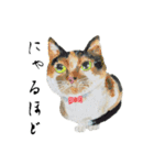 伝える動物スタンプ3 犬猫猛獣編（個別スタンプ：5）