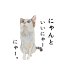 伝える動物スタンプ3 犬猫猛獣編（個別スタンプ：8）