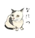 伝える動物スタンプ3 犬猫猛獣編（個別スタンプ：12）