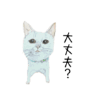 伝える動物スタンプ3 犬猫猛獣編（個別スタンプ：24）
