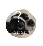 ボストンテリア ルーク君 よろしく（個別スタンプ：3）
