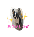 ボストンテリア ルーク君 よろしく（個別スタンプ：7）
