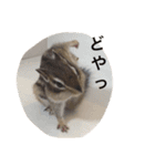 シマリスのノーチェ（個別スタンプ：15）
