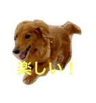 ダックスももちゃん（個別スタンプ：2）