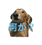 ダックスももちゃん（個別スタンプ：3）