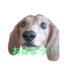 ダックスももちゃん（個別スタンプ：4）