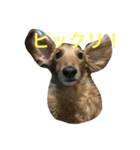 ダックスももちゃん（個別スタンプ：5）