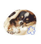 Dog's Stickers（個別スタンプ：1）