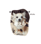 Dog's Stickers（個別スタンプ：2）