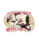 Dog's Stickers（個別スタンプ：3）