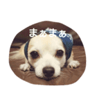 Dog's Stickers（個別スタンプ：6）