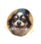 Dog's Stickers（個別スタンプ：7）
