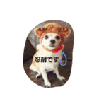 Dog's Stickers（個別スタンプ：8）