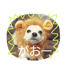 Dog's Stickers（個別スタンプ：9）