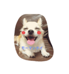 Dog's Stickers（個別スタンプ：11）