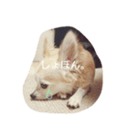 Dog's Stickers（個別スタンプ：13）