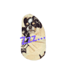 Dog's Stickers（個別スタンプ：14）