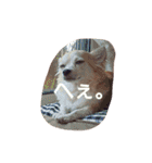 Dog's Stickers（個別スタンプ：15）