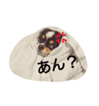 Dog's Stickers（個別スタンプ：16）