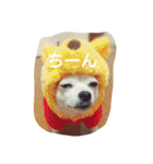 Dog's Stickers（個別スタンプ：17）