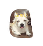 Dog's Stickers（個別スタンプ：19）