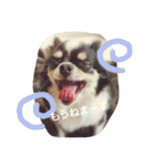 Dog's Stickers（個別スタンプ：20）