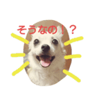 Dog's Stickers（個別スタンプ：21）