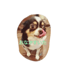 Dog's Stickers（個別スタンプ：22）