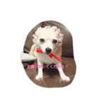 Dog's Stickers（個別スタンプ：23）