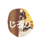 Dog's Stickers（個別スタンプ：24）