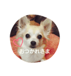 Dog's Stickers（個別スタンプ：25）