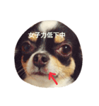 Dog's Stickers（個別スタンプ：26）