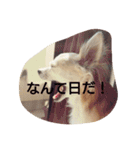 Dog's Stickers（個別スタンプ：28）
