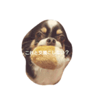 Dog's Stickers（個別スタンプ：30）
