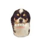 Dog's Stickers（個別スタンプ：31）