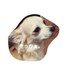 Dog's Stickers（個別スタンプ：32）