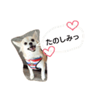 Dog's Stickers（個別スタンプ：34）