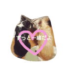 Dog's Stickers（個別スタンプ：35）